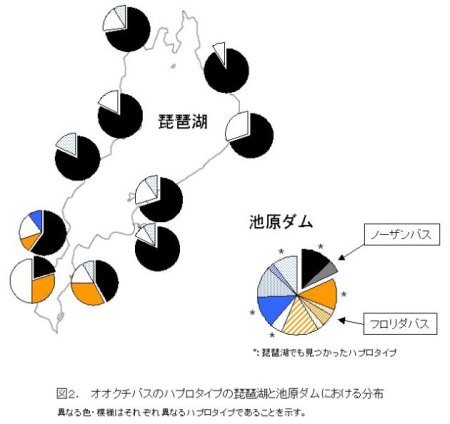 フロリダハプロタイプ分布図