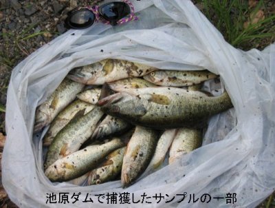 池原ダムでのサンプリング