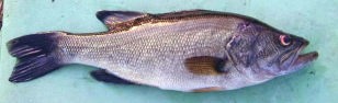 最後に釣れて来たバス
