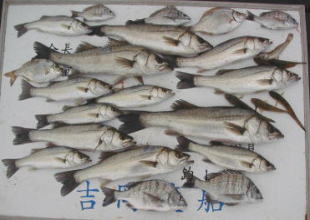 エビ撒き釣りの釣果