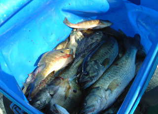 駆除釣果