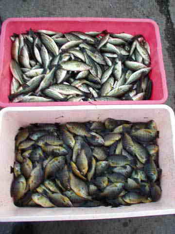 釣り上げられたバスとギル