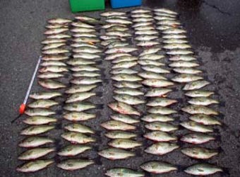 釣れたバスの内、30cm以上のものが110尾