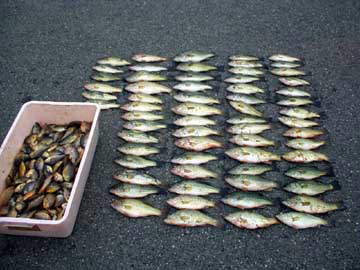 釣り上げられた外来魚
