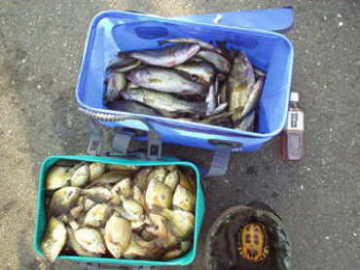 駆除されたカメと魚