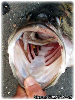 未消化の在来魚を吐き出したバス