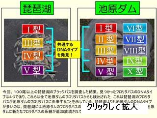 共通DNAタイプ