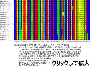 DNAタイプ比較