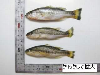 フロリダバス調査